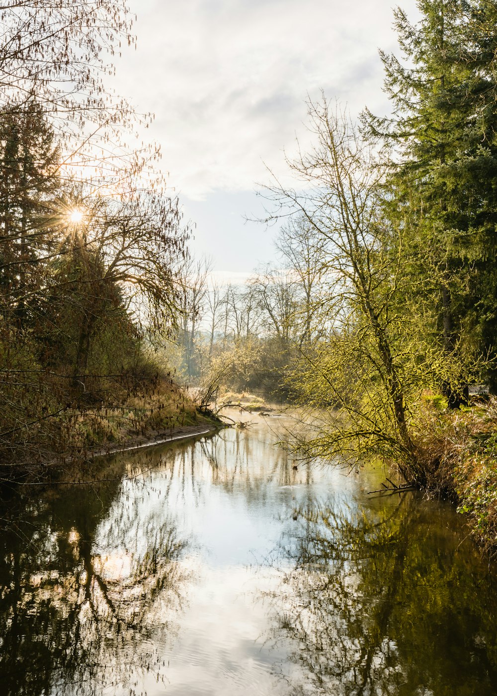 green trees beside river under cloudy sky during daytime