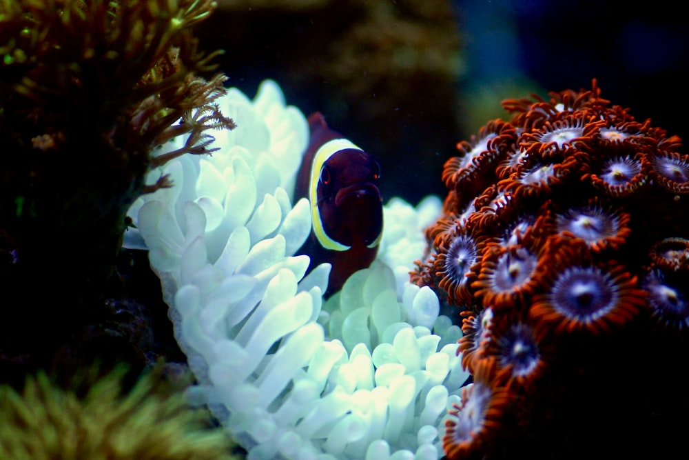 purple and white fish on coral reef