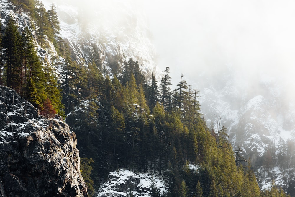 montagne couverte de forêts de pins