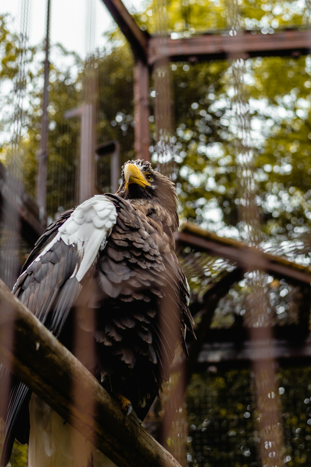 oiseau de proie noir et blanc à l’intérieur de la cage pendant la journée