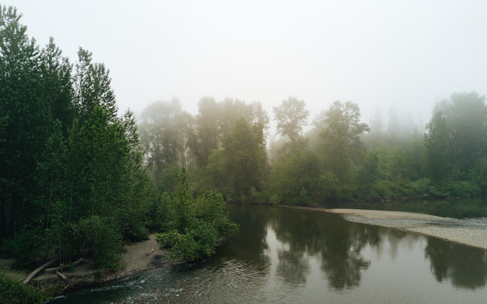 green trees beside river during daytime