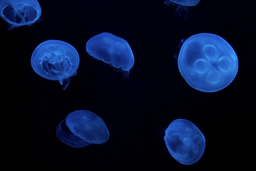 five blue jellyfish digital wallpaper