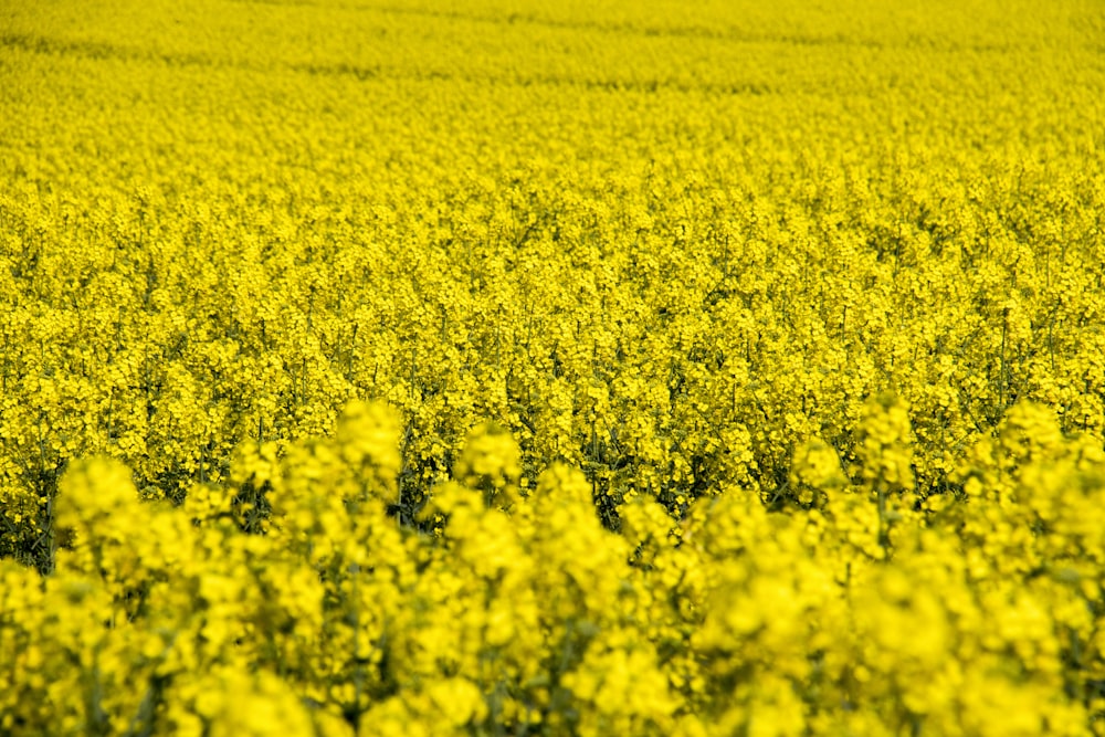 yellow petaled flowers during daytime