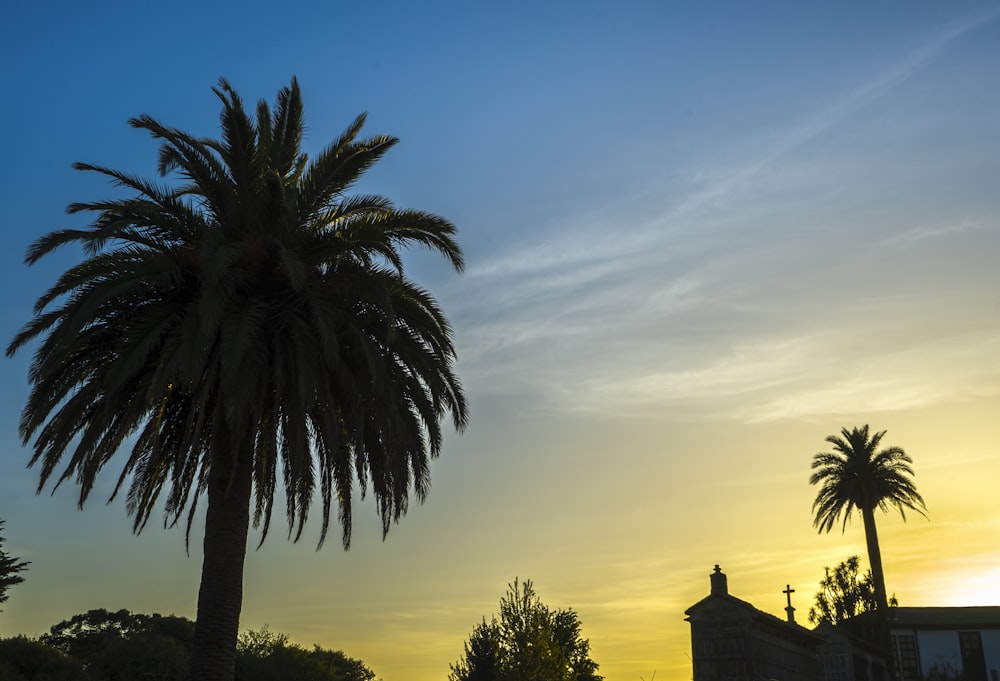 a palm tree is silhouetted against a sunset