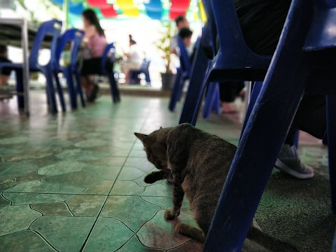 A workshop setting with people learning about cat care.
