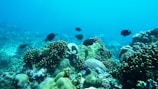 A vibrant underwater scene depicting a thriving coral reef ecosystem with various types of corals. Small dark-colored fish swim gracefully among the corals, creating a dynamic, lively atmosphere. The clear blue water provides excellent visibility, highlighting the rich textures and intricate structures of the marine life.