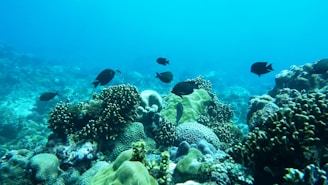 A vibrant underwater scene depicting a thriving coral reef ecosystem with various types of corals. Small dark-colored fish swim gracefully among the corals, creating a dynamic, lively atmosphere. The clear blue water provides excellent visibility, highlighting the rich textures and intricate structures of the marine life.