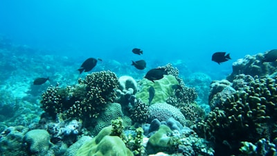 A vibrant underwater scene depicting a thriving coral reef ecosystem with various types of corals. Small dark-colored fish swim gracefully among the corals, creating a dynamic, lively atmosphere. The clear blue water provides excellent visibility, highlighting the rich textures and intricate structures of the marine life.