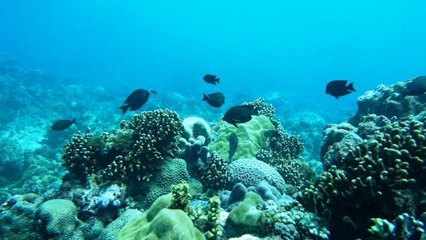 A vibrant underwater scene depicting a thriving coral reef ecosystem with various types of corals. Small dark-colored fish swim gracefully among the corals, creating a dynamic, lively atmosphere. The clear blue water provides excellent visibility, highlighting the rich textures and intricate structures of the marine life.