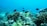 A vibrant underwater scene depicting a thriving coral reef ecosystem with various types of corals. Small dark-colored fish swim gracefully among the corals, creating a dynamic, lively atmosphere. The clear blue water provides excellent visibility, highlighting the rich textures and intricate structures of the marine life.