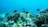 A vibrant underwater scene depicting a thriving coral reef ecosystem with various types of corals. Small dark-colored fish swim gracefully among the corals, creating a dynamic, lively atmosphere. The clear blue water provides excellent visibility, highlighting the rich textures and intricate structures of the marine life.