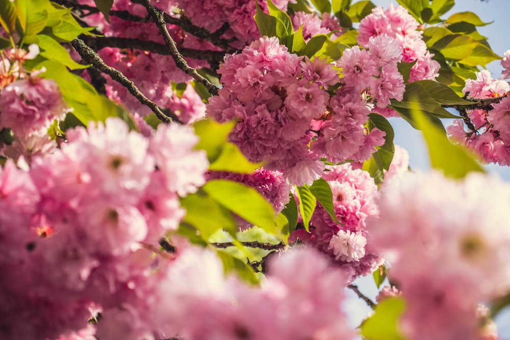 pink petaled flower