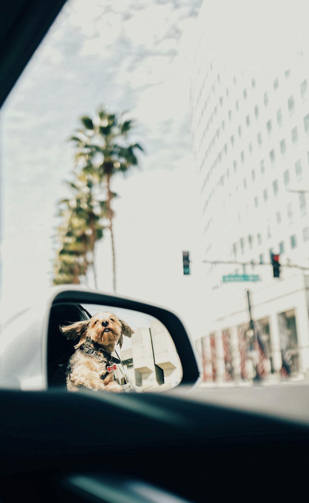 view of dog through vehicle side mirror