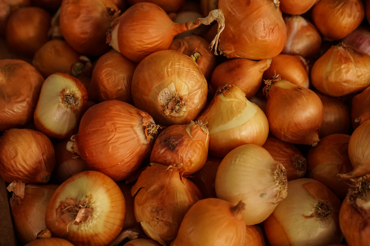 Freshly harvested onion bulbs