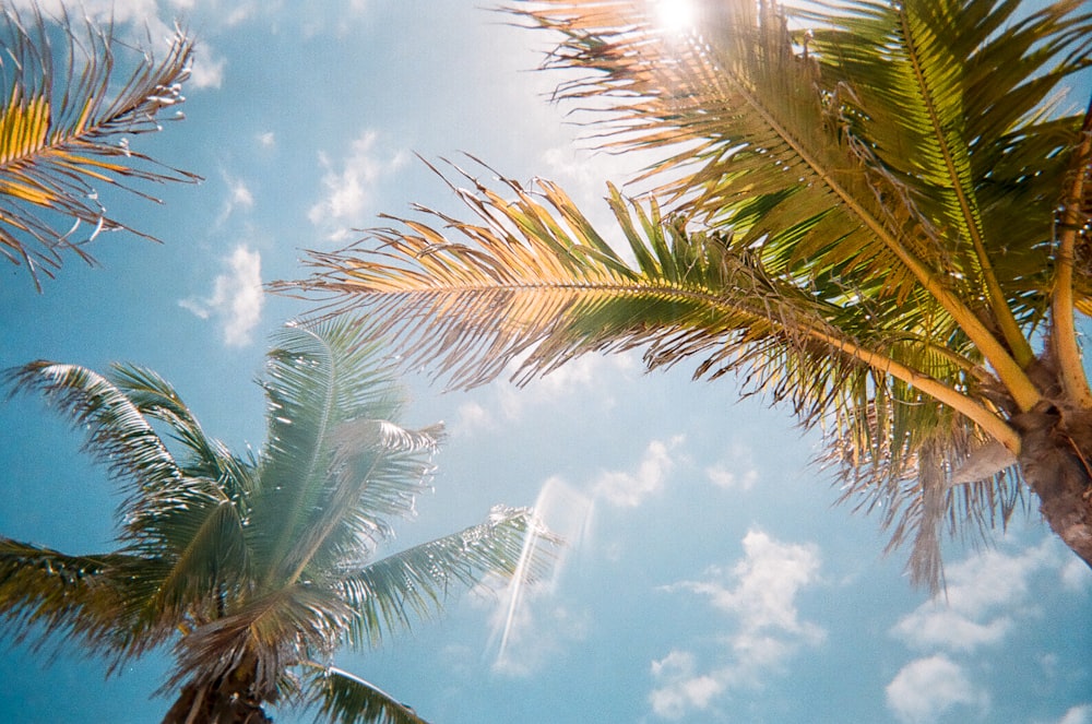Fotografía de ángulo bajo de palmeras verdes durante el día
