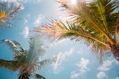 low angle photography of green palm trees during daytime florida teams background