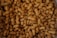 photography of brown nuts