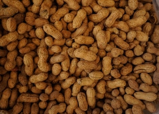 photography of brown nuts