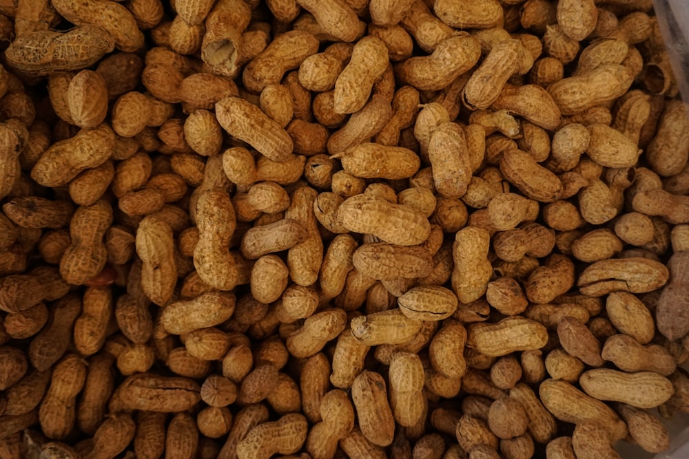 photography of brown nuts