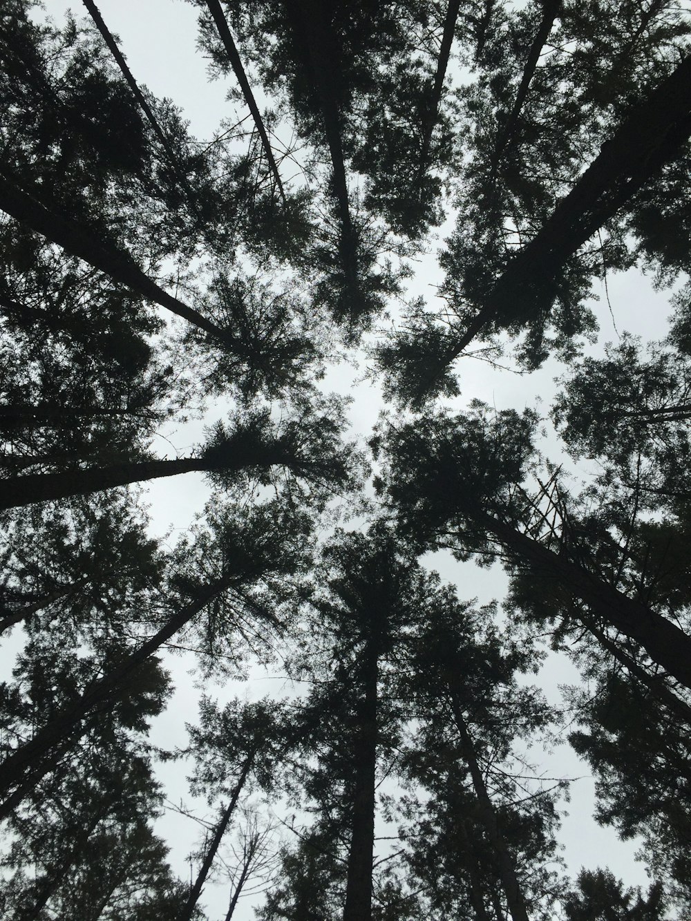 昼間の灰色の空の下での木々のシルエットのローアングル撮影