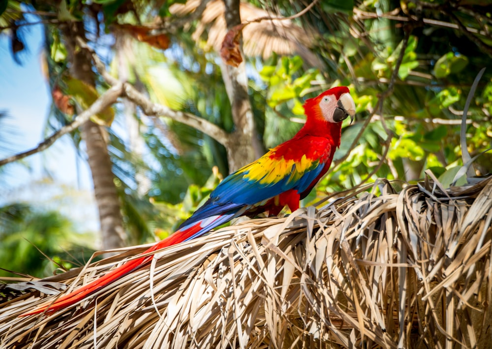 草の上に立つ緋色のコンゴウインコ