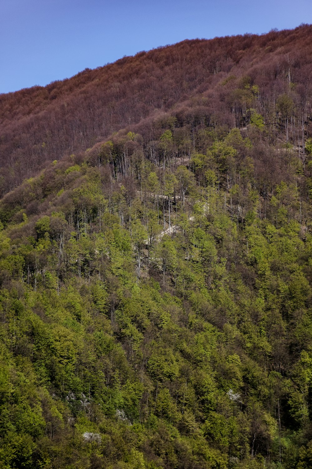 green trees near brown trees