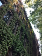 vines on brown brick building