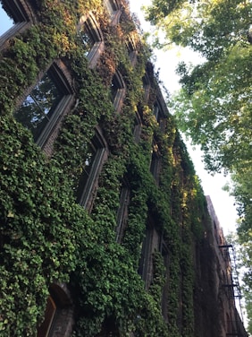 vines on brown brick building
