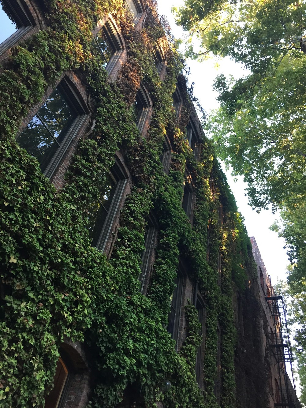 vines on brown brick building