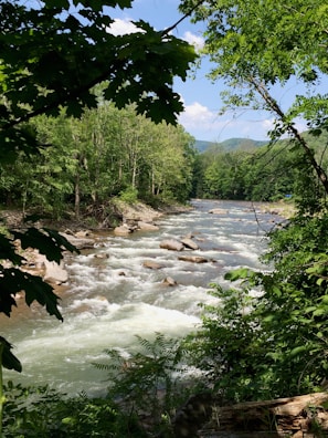 A clear river running through the excursion area, reflecting the surrounding trees.