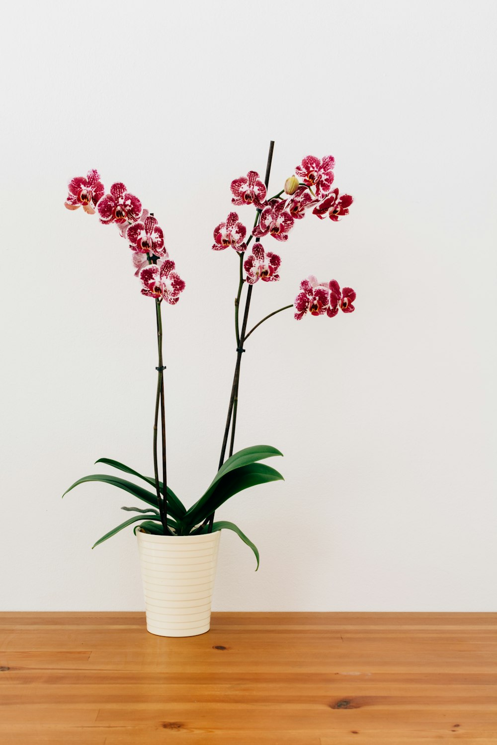 red flowers in white ceramic vase