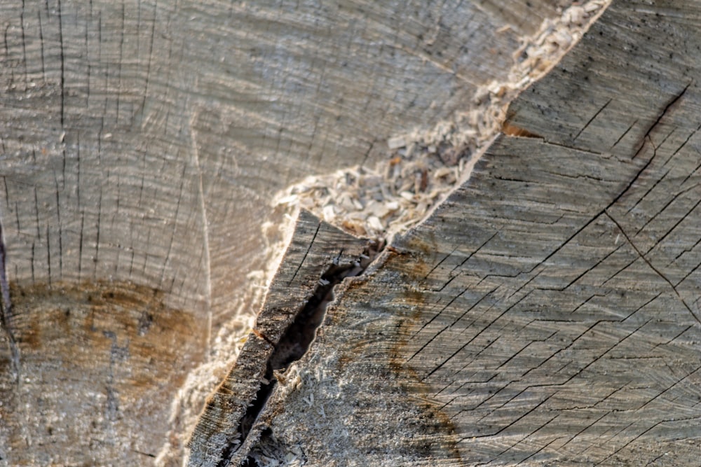 Eine Nahaufnahme eines Holzstücks, das in zwei Hälften geschnitten wurde