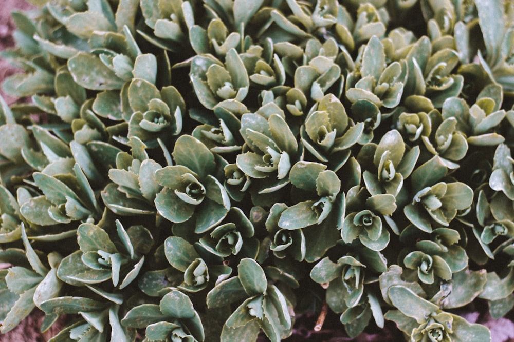 green leafed plant close up photo