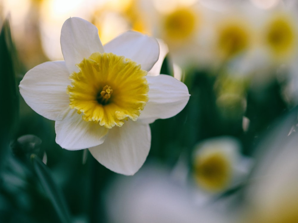 selective focus photography of white-and-yellow petaled flowers