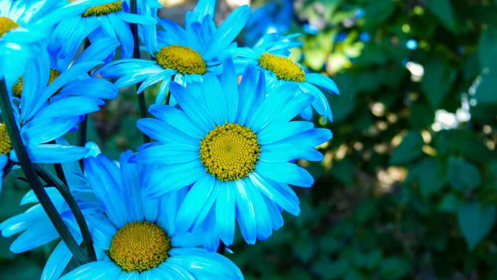Composizione floreale con petali blu
