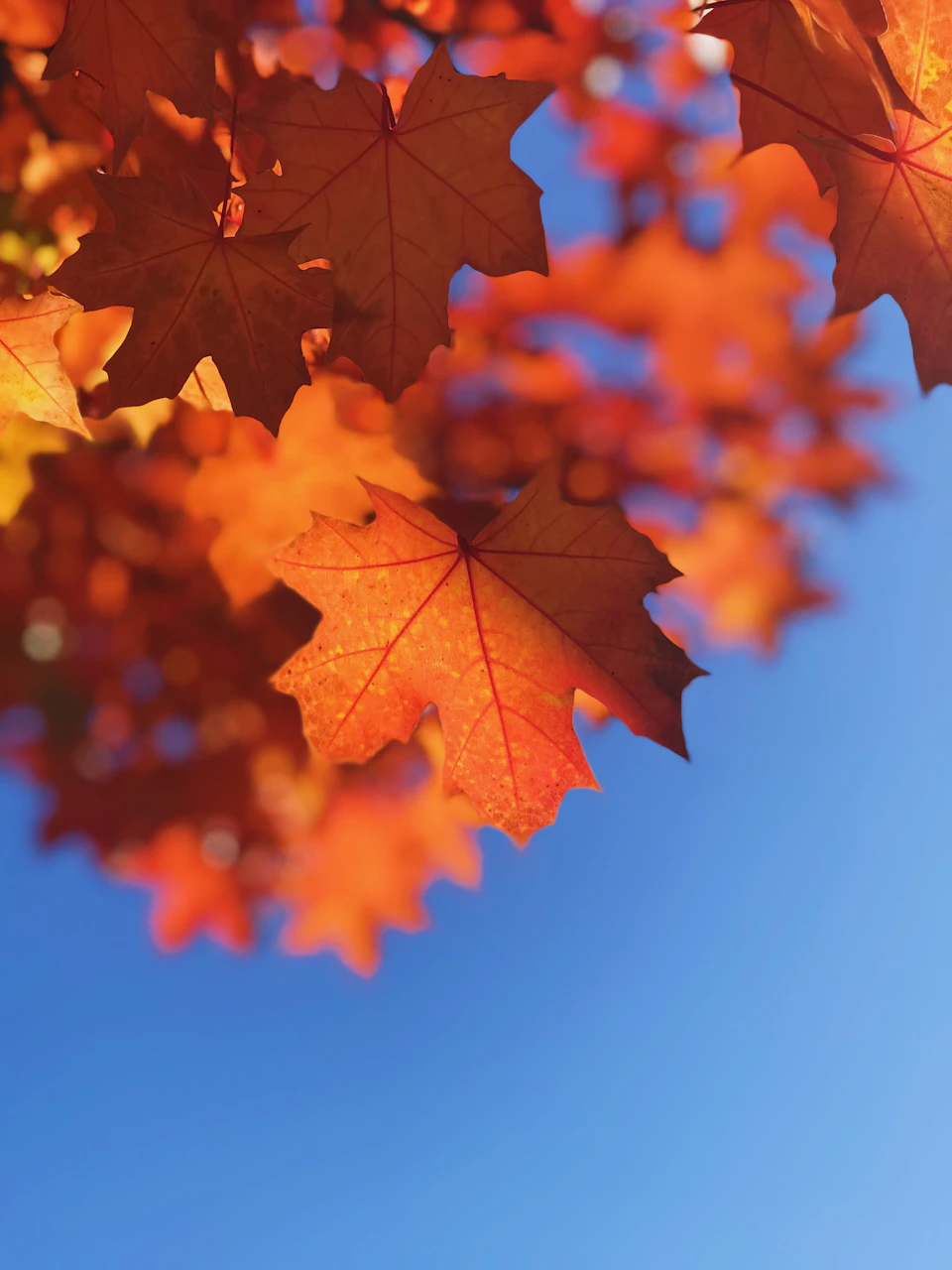 Close-up view of vibrant orange leaves against a clear blue sky with contrasting colors