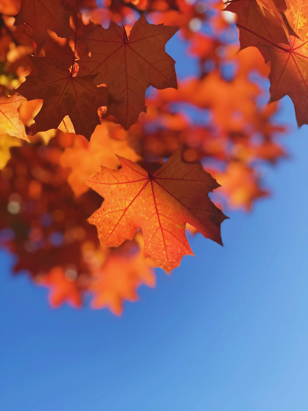 Braune Ahornblätter tagsüber unter blauem Himmel