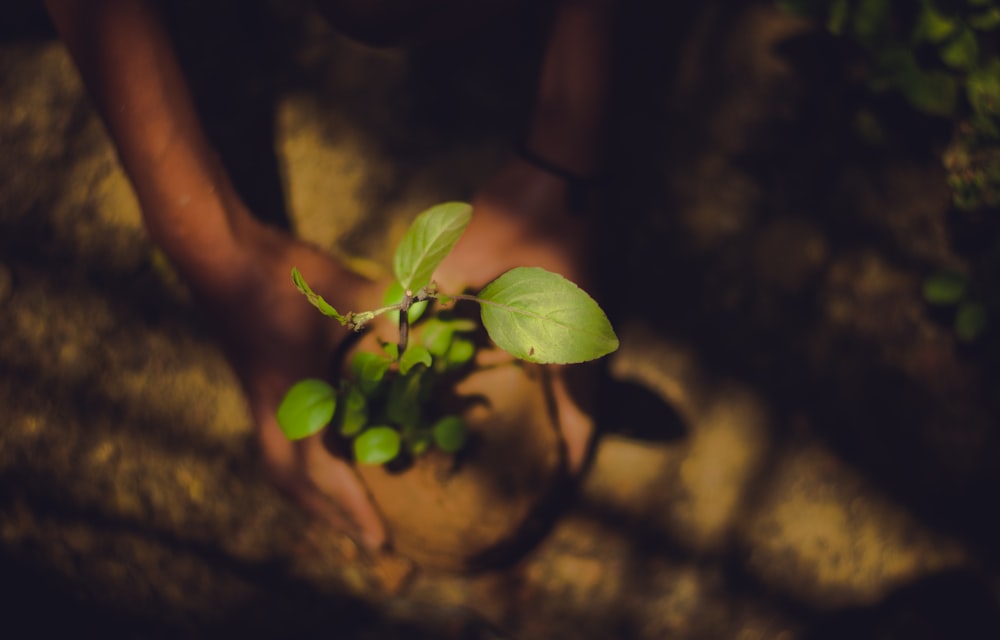 緑の葉の植物を持っている人