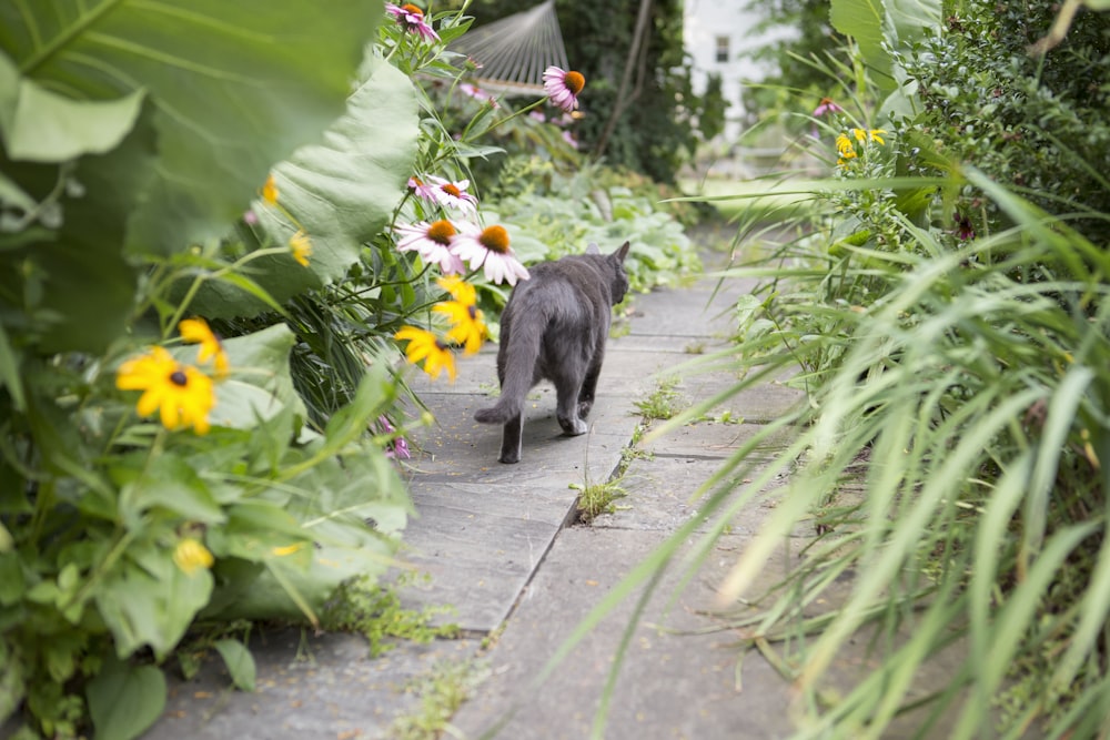Schwarze Katze läuft zwischen Pflanzen