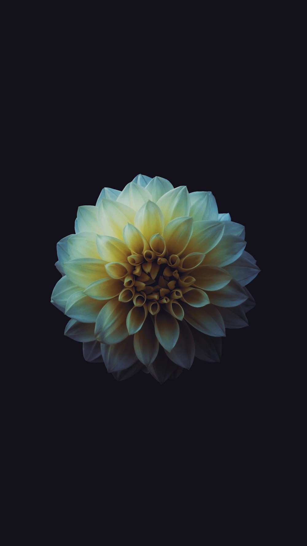 Flowers with Black Background | 100+ best free black, flower, petal