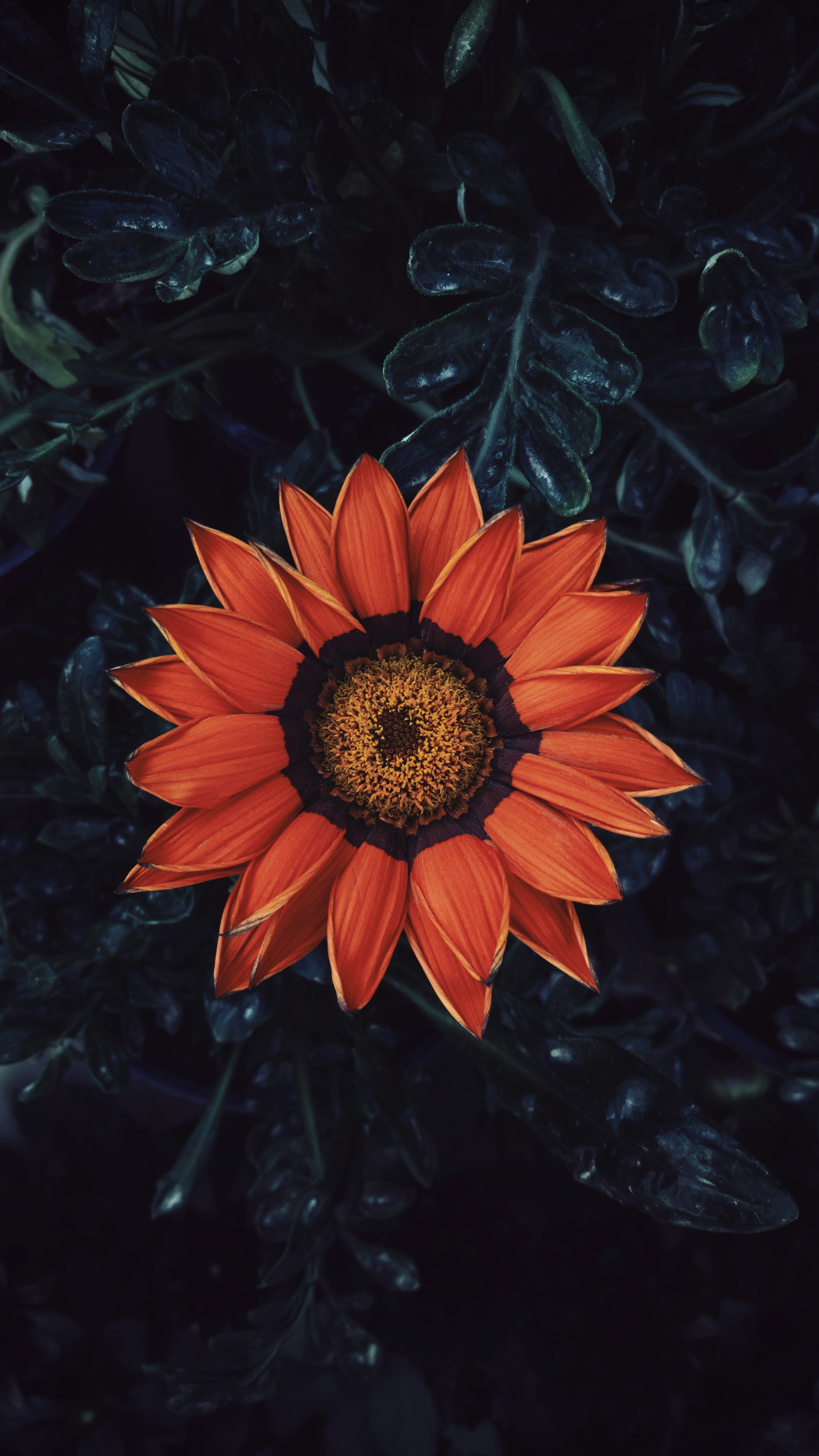 Photo by majidrangraz