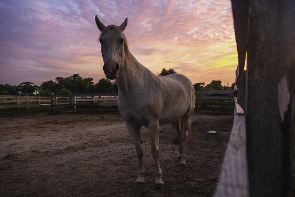 beige horse on ranch