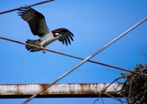 An osprey is in flight with its wings fully spread against a clear blue sky. A metal structure and wires cross the view, and there's a nest made of twigs on the right side.