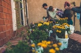 A group of people are involved in gardening activities beside a brick wall. They are planting colorful flowers in pots, with an array of yellow, purple, and green hues dominating the scene. The setting appears to be a garden bed along a wall, with some climbing plants reaching up the bricks.