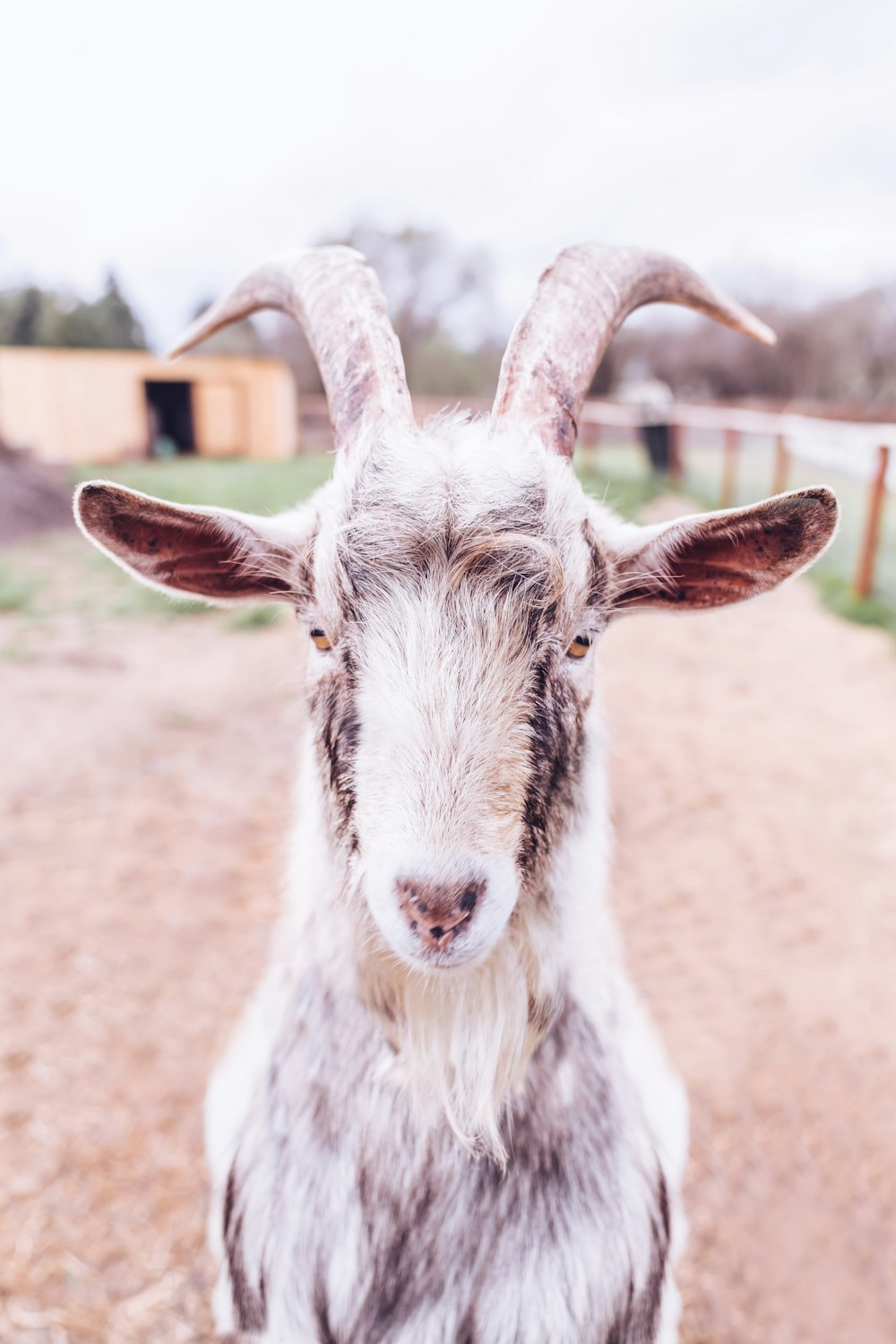 shallow focus photography of white goat