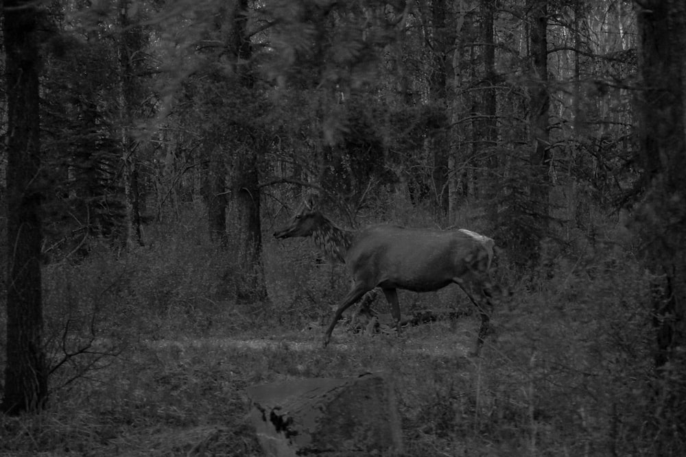 grayscale doe walking in trees