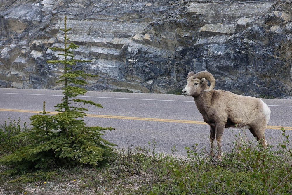 brown goat near concrete road during daytime