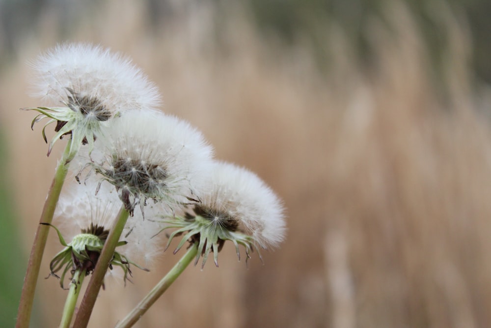 white petaled flowers