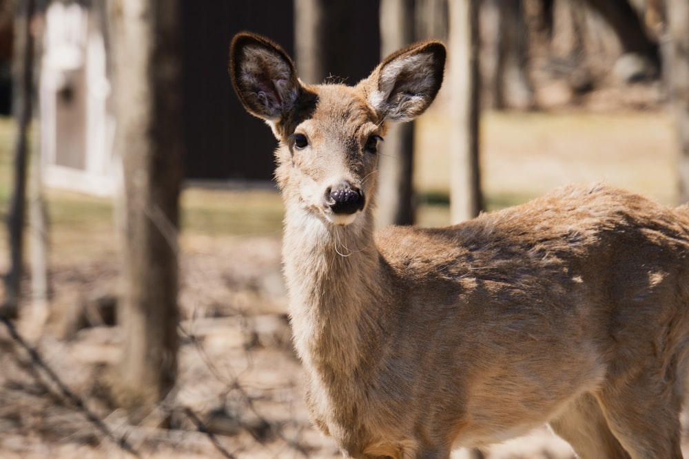 brown deer