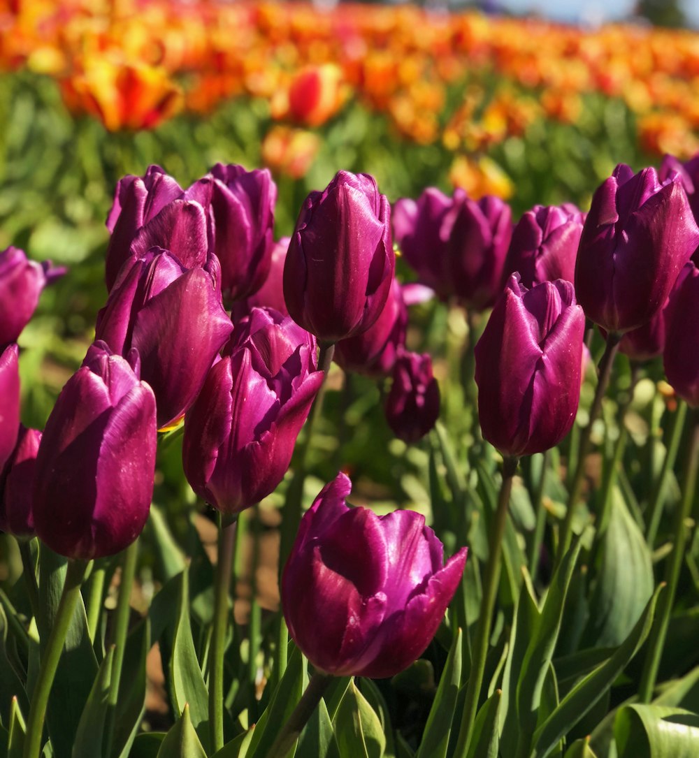 Photographie en gros plan de fleurs de tulipes roses pendant la journée